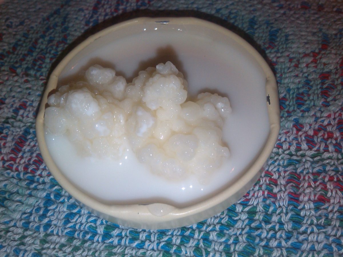 Kefir — probiotic food context
