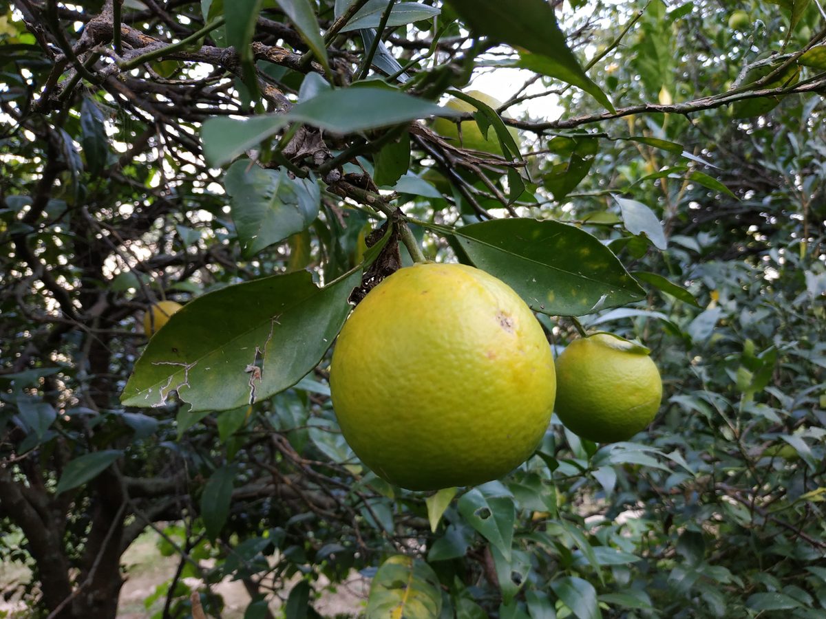 Oranges — vitamin C source